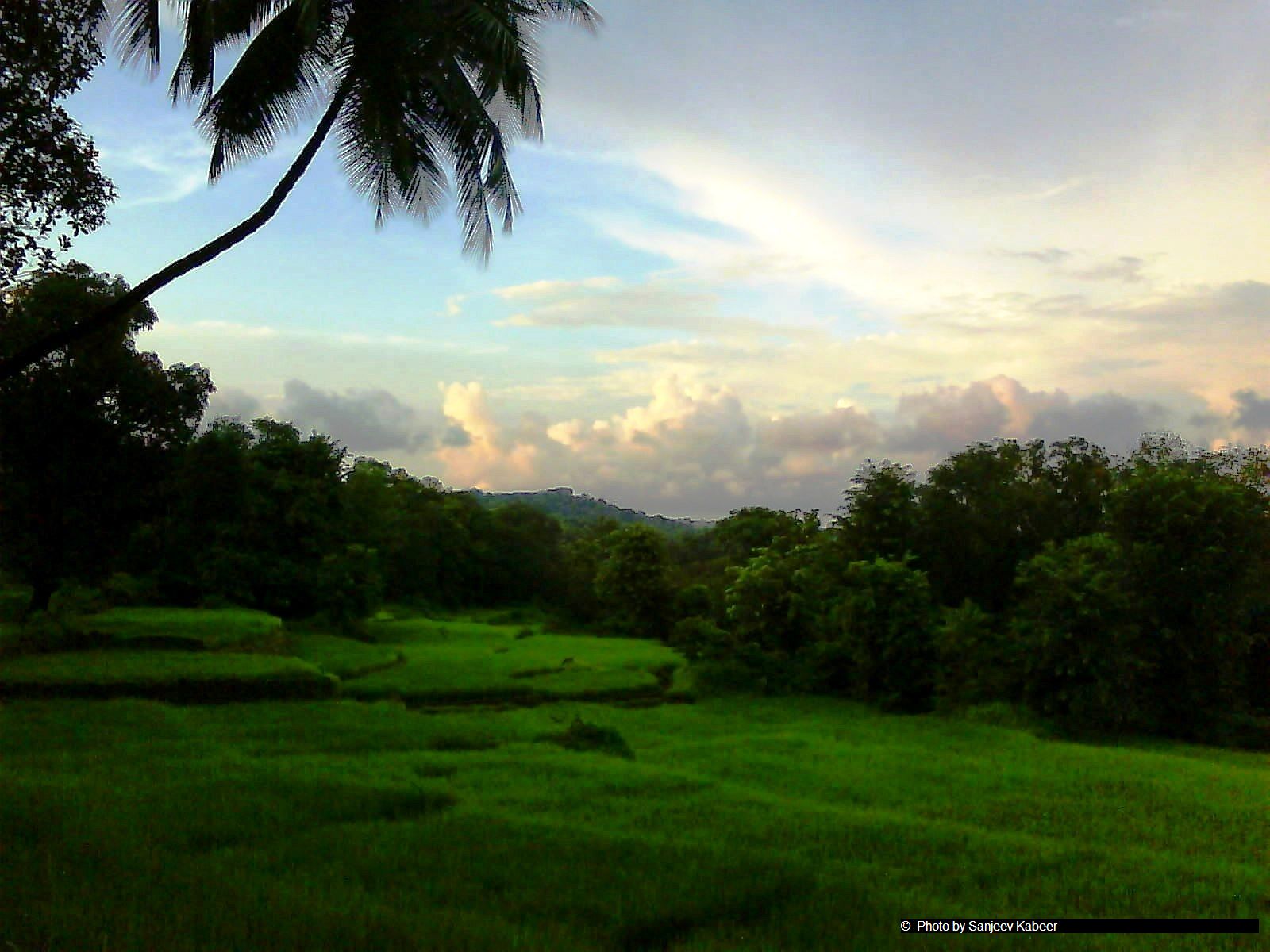paddy-field-in-ratnagiri.jpg