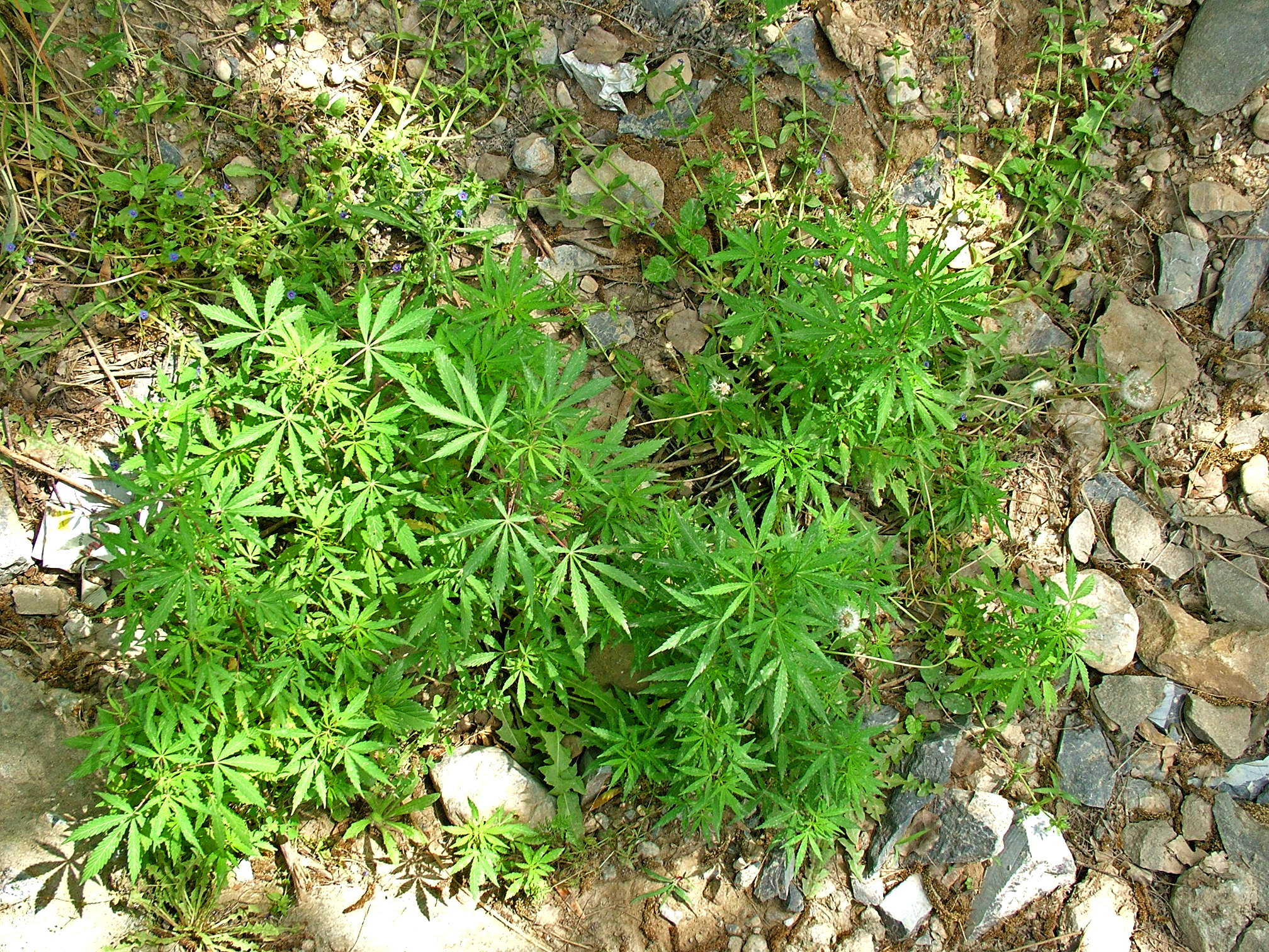 Marijuana_growing_Islamabad_01.jpg