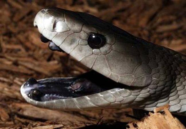 1360014446_black-mamba-_tfah.jpg