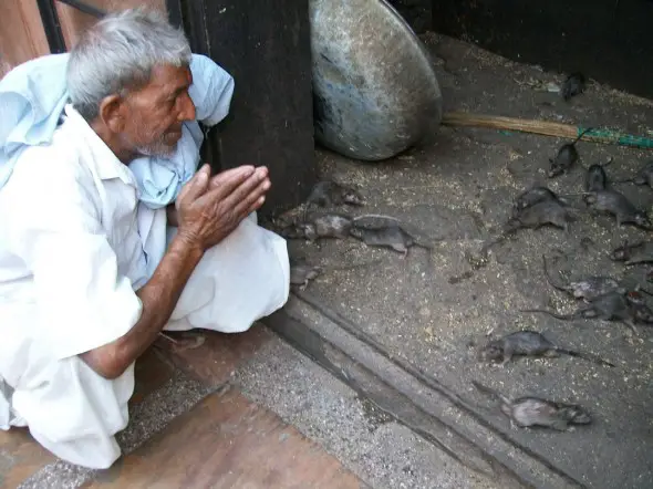 praying-to-rats.jpg