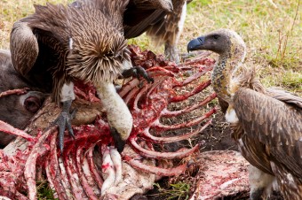 Vulture-340x226.jpg