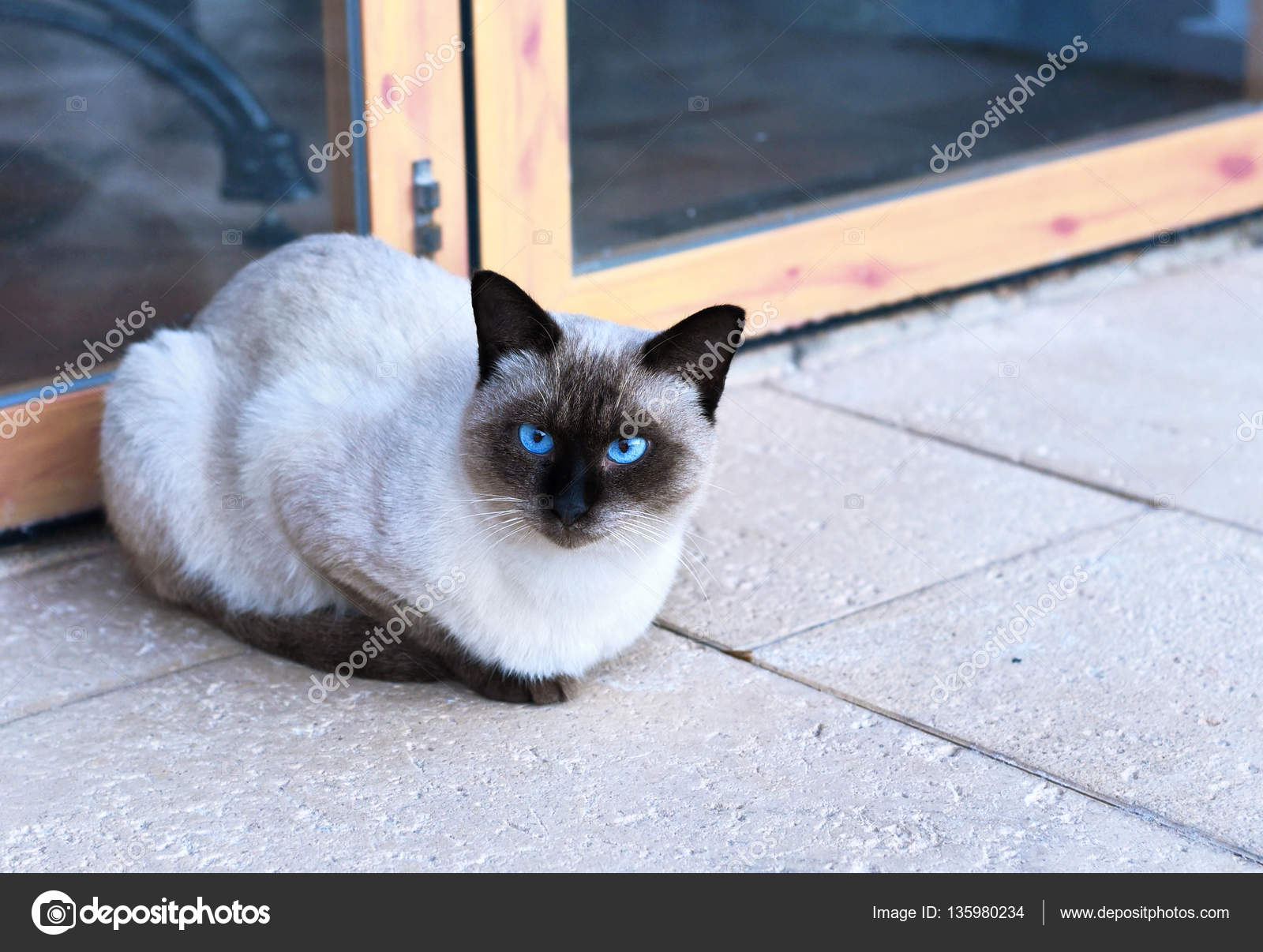 depositphotos_135980234-stock-photo-cute-burmese-cat-with-blue.jpg