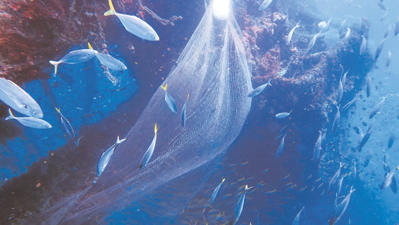 Ghost nets can be very difficult to spot and are deadly for unsuspecting sea creatures