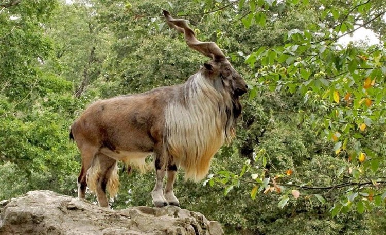 Markhor.jpg