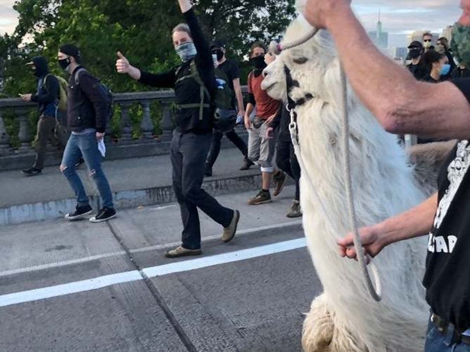 llama-protests-orgeon.jpg