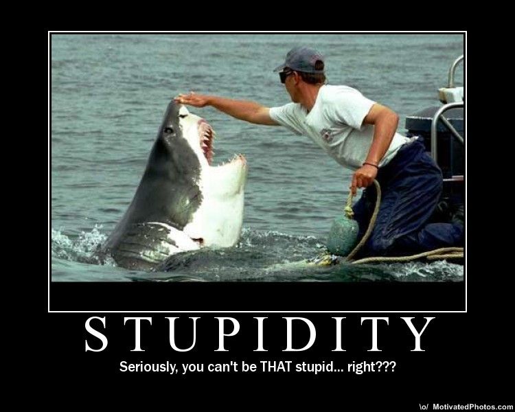 stupid-shark.jpg
