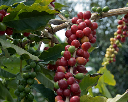 Coffee-Plantation-in-Kerala.jpg
