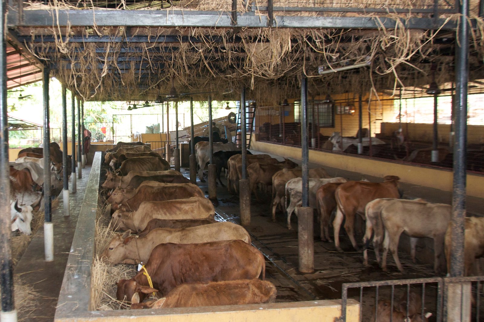 cow-shed-3.jpg