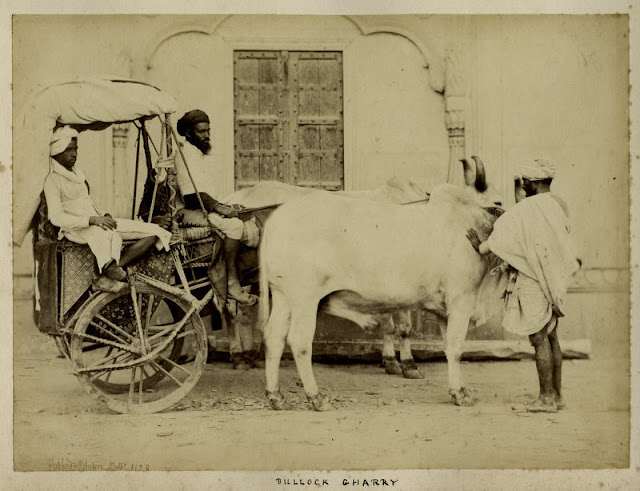 Indian+Bullock+Cart+-+c1860%2527s.jpg
