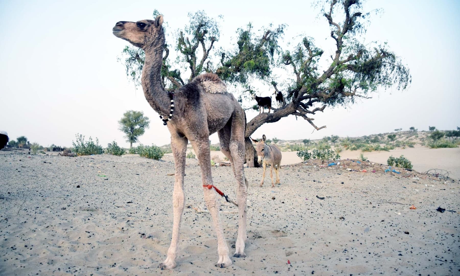 A camel and donkey wander alone, unattended to in Achhro Thar, Khipro, Sindh. — Photo by Umair Ali