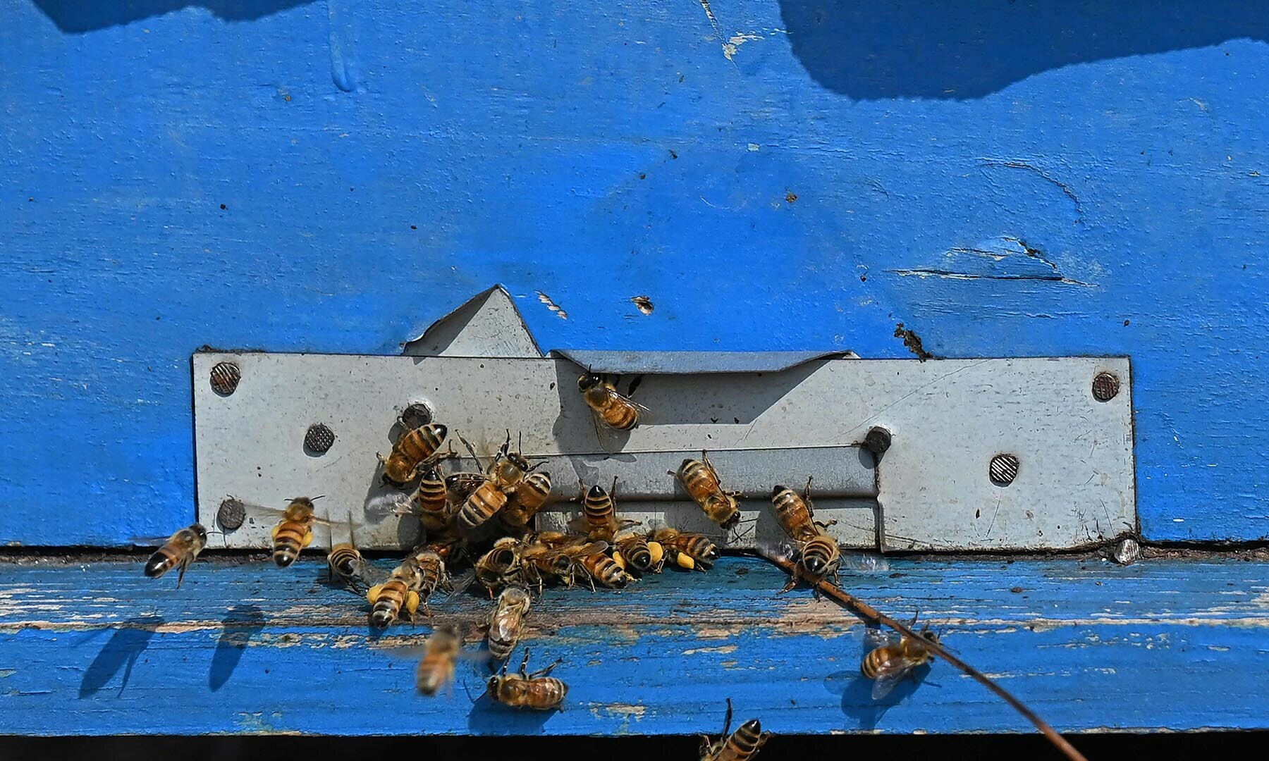 This photograph taken on Jan 30, 2025 shows a colony of honey bees pictured on a farm at Lak Mor village in Sargodha district of Punjab. — AFP