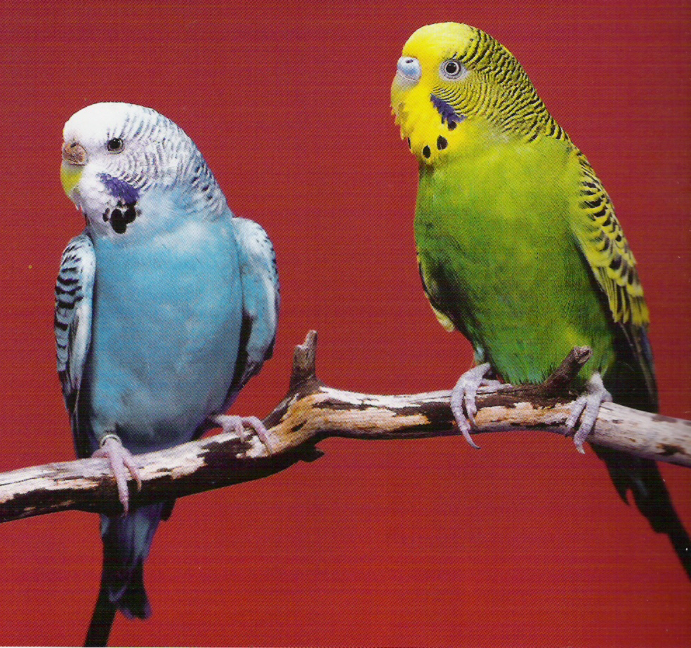 parakeets.jpg