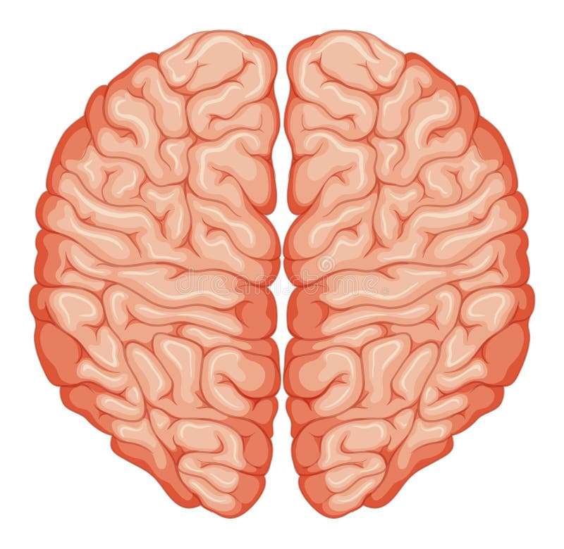 top-view-human-brain-illustration-73094515.jpg