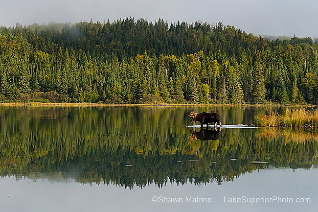 Isle-Royale-National-Park-bull-moose.jpg