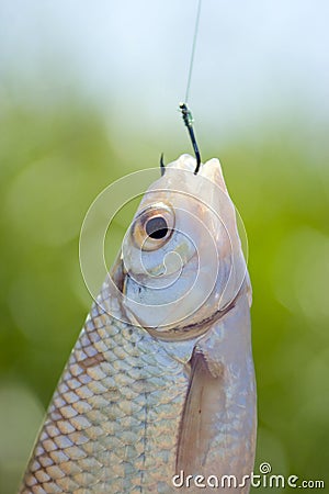 fish-caught-hook-10240936.jpg