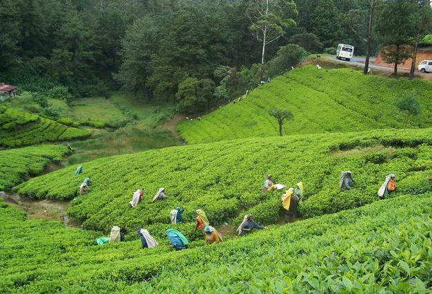 TeaGarden+in+Sylhet,+Bangladesh.jpg