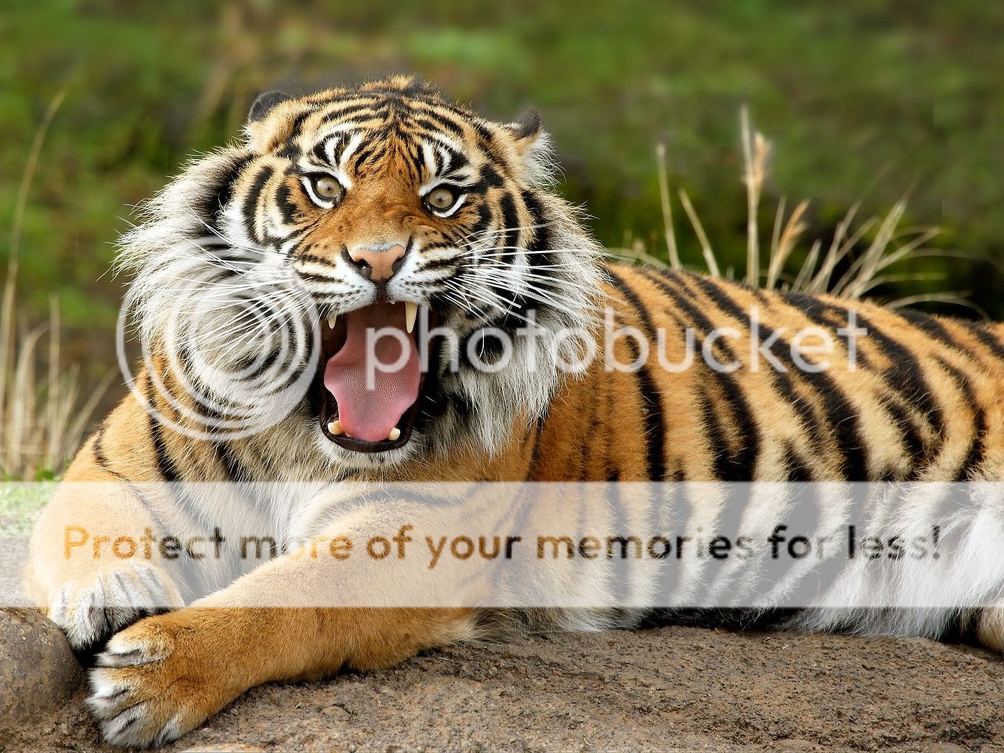 Tiger_01.jpg