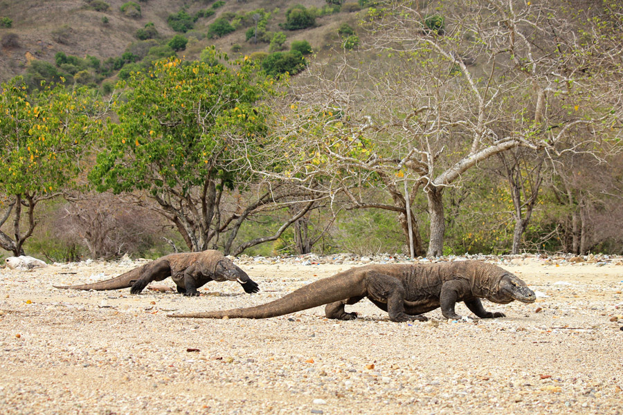 asia_indonesia_komodo_np_gallery_komodo_dragons.jpg