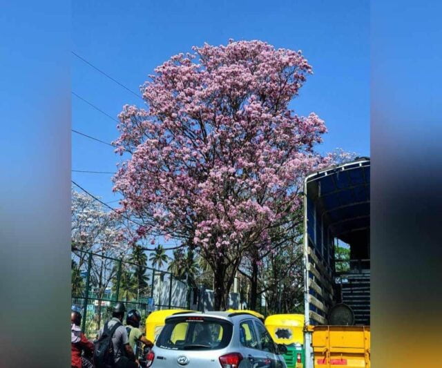 Bengaluru-flowers_instagram-aditiks-240321_1200-1-640x533.jpg