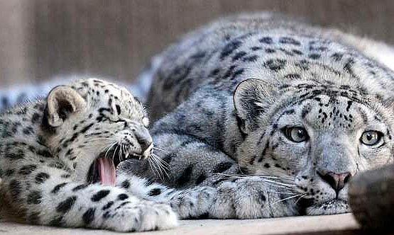 mom-cub-snow-leopard.jpg