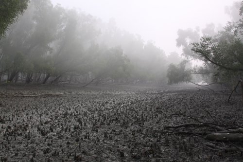 Sundarbans-Mist.jpg