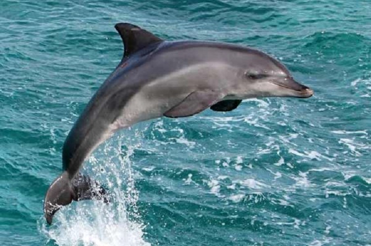 Indus-River-Dolphin.jpg