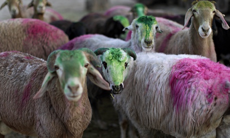 Sheep-at-a-Kabul-livestoc-011.jpg