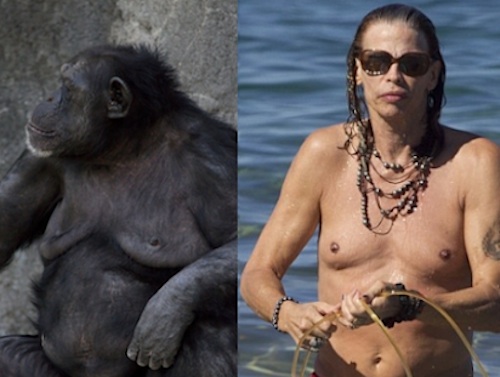 steven-tyler-monkey.jpg