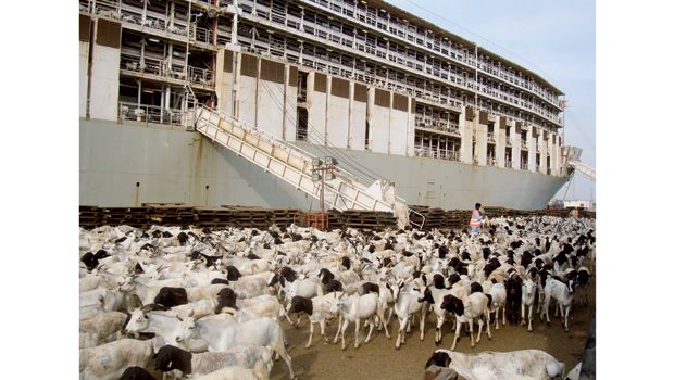 saudi-importing-livestock-somalia.jpg
