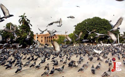 pigeons-in-karachi1.jpg