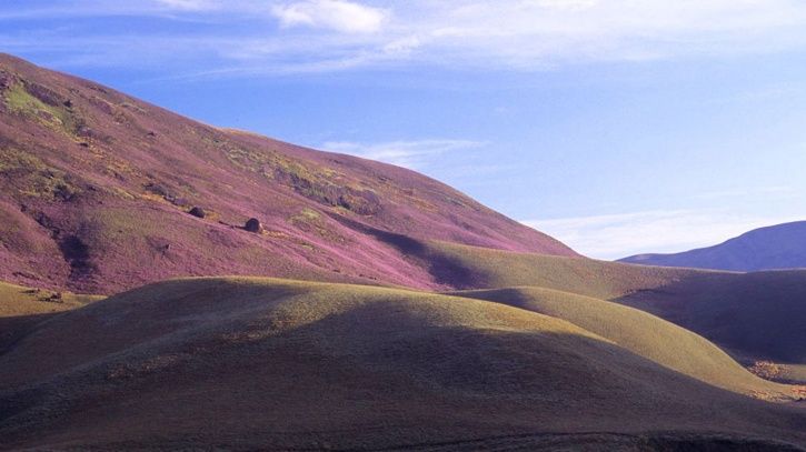 neelakurinji_munnar_1530790794_725x725.jpg