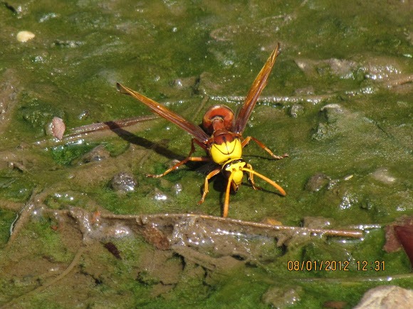 Indian-Wasp.jpg