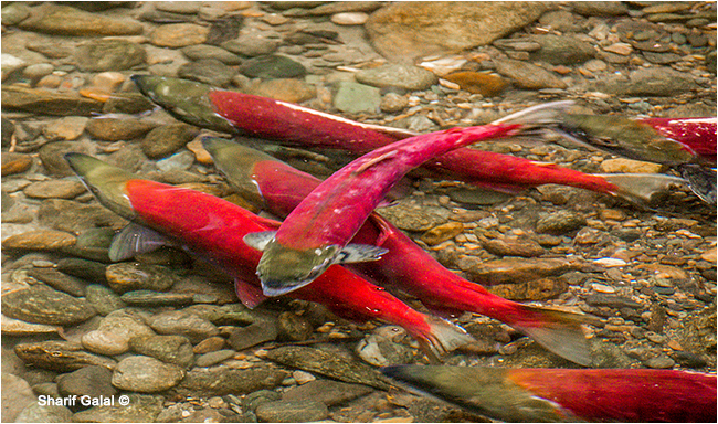 Salmon-run0-1-38.jpg