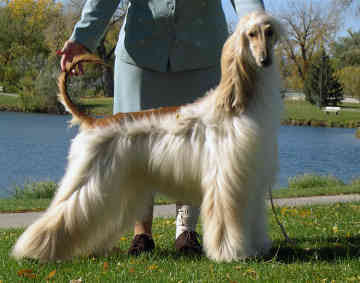 Afghan+Hound.3.jpg