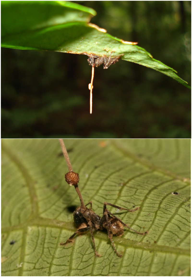 800px-Ophiocordyceps_unilateralis.png