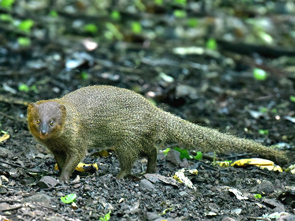 javan-mongoose_1577.jpg