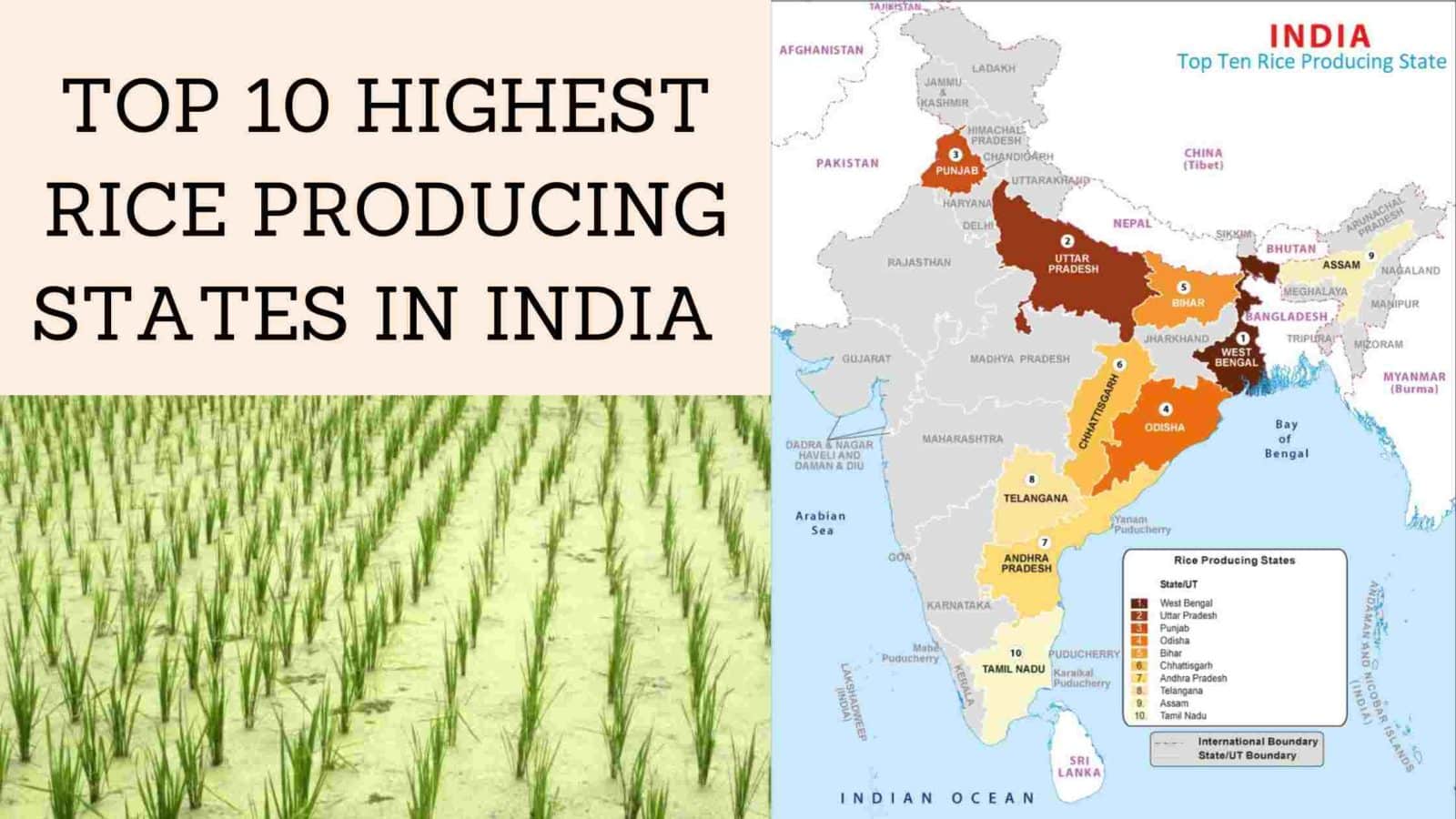 TOP-10-HIGHEST-RICE-PRODUCING-STATES-IN-INDIA-.jpg