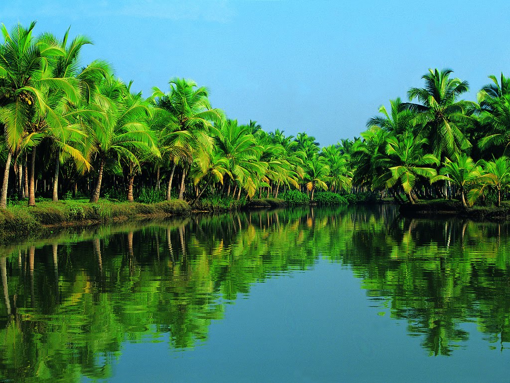 coconut-tree.jpg