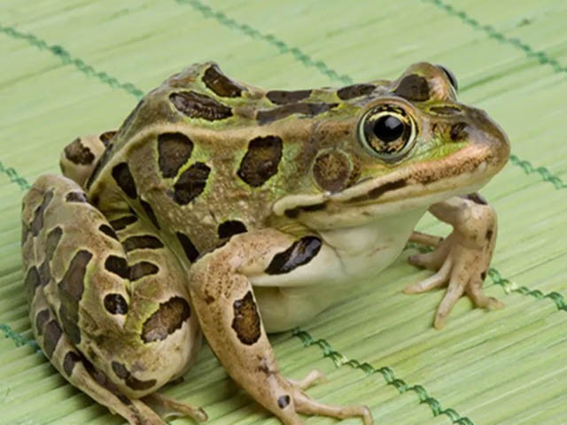 1816728-frog-1569100701-211-640x480.jpg