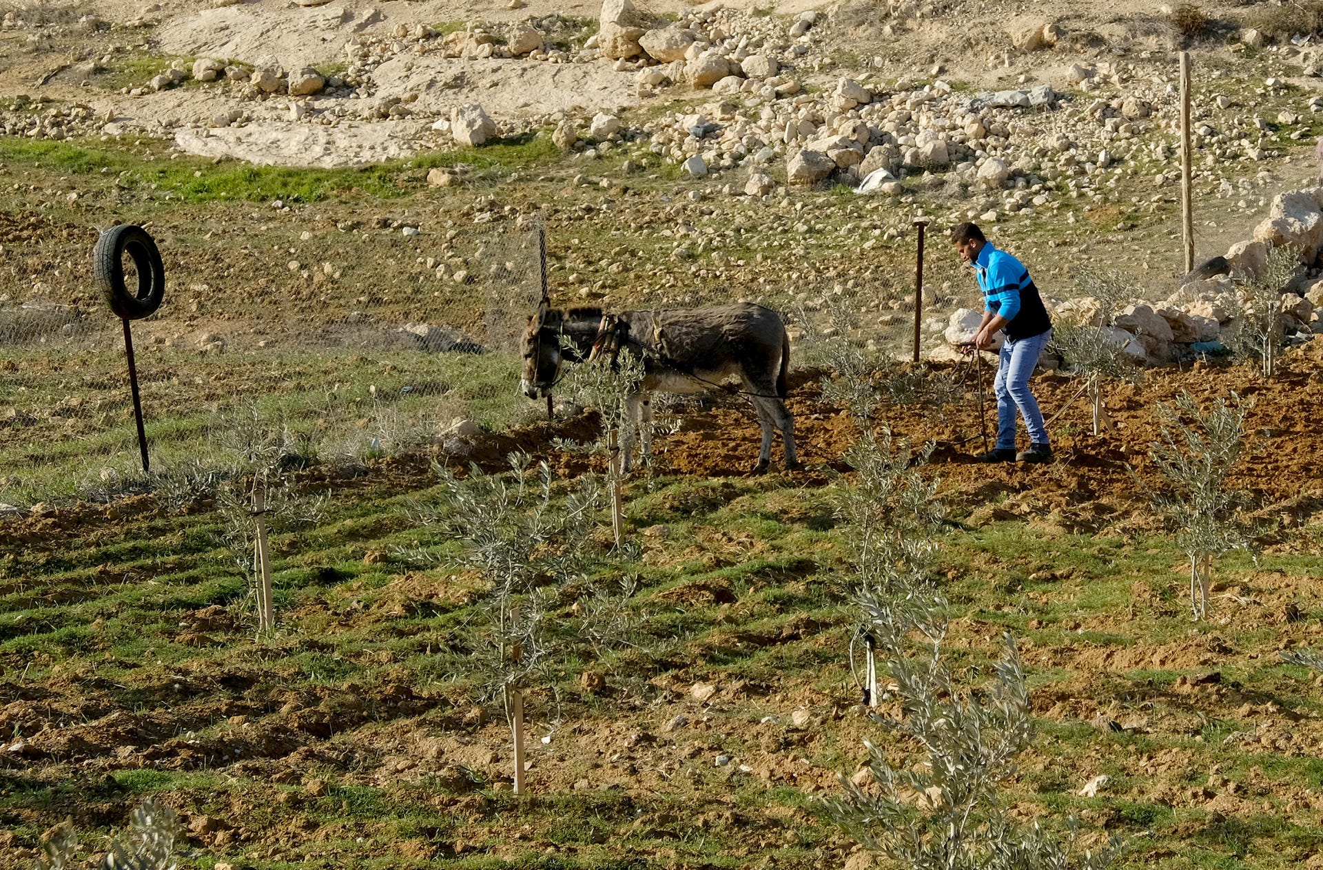 A man plows a field in the Yatta area, in the West Bank.