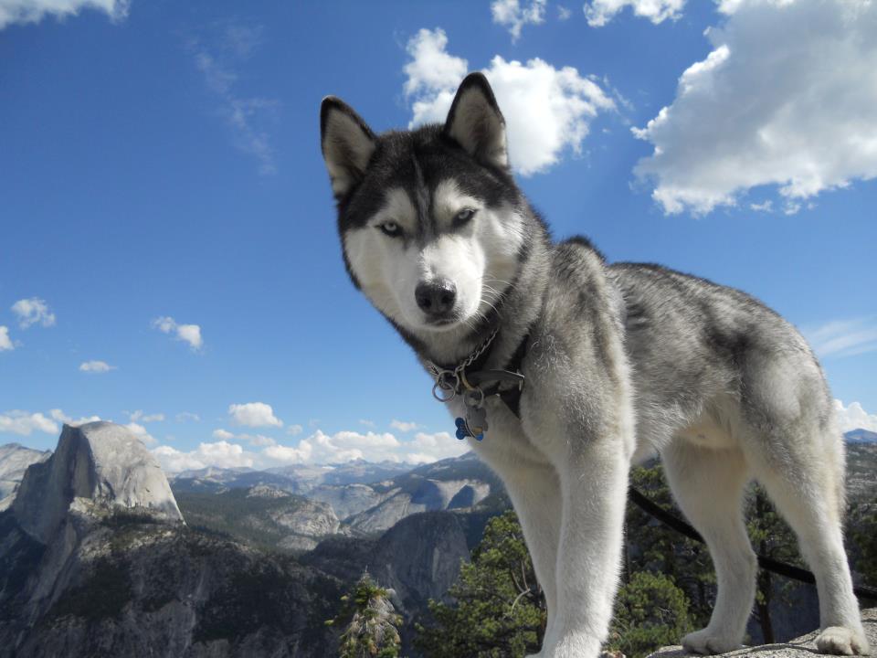 Siberian_Husky_with_Blue_Eyes.jpg