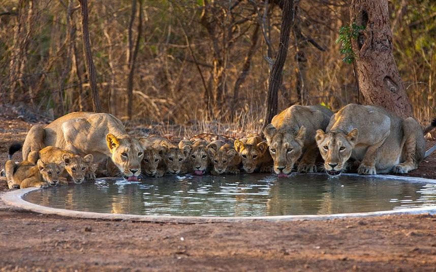 Lions_drinking-xlarge_trans_NvBQzQNjv4BqqVzuuqpFlyLIwiB6NTmJwfSVWeZ_vEN7c6bHu2jJnT8.jpg