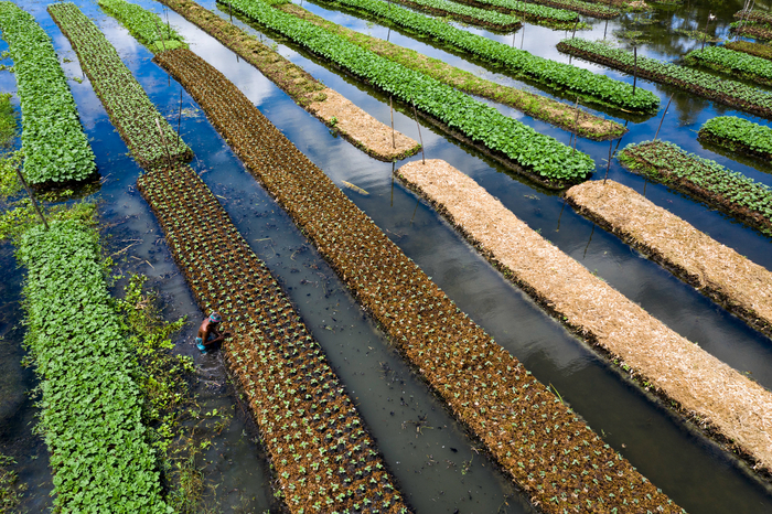 bangladesh-floating_gardens-6.jpg