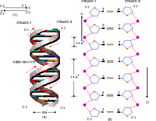 fig_4.gif