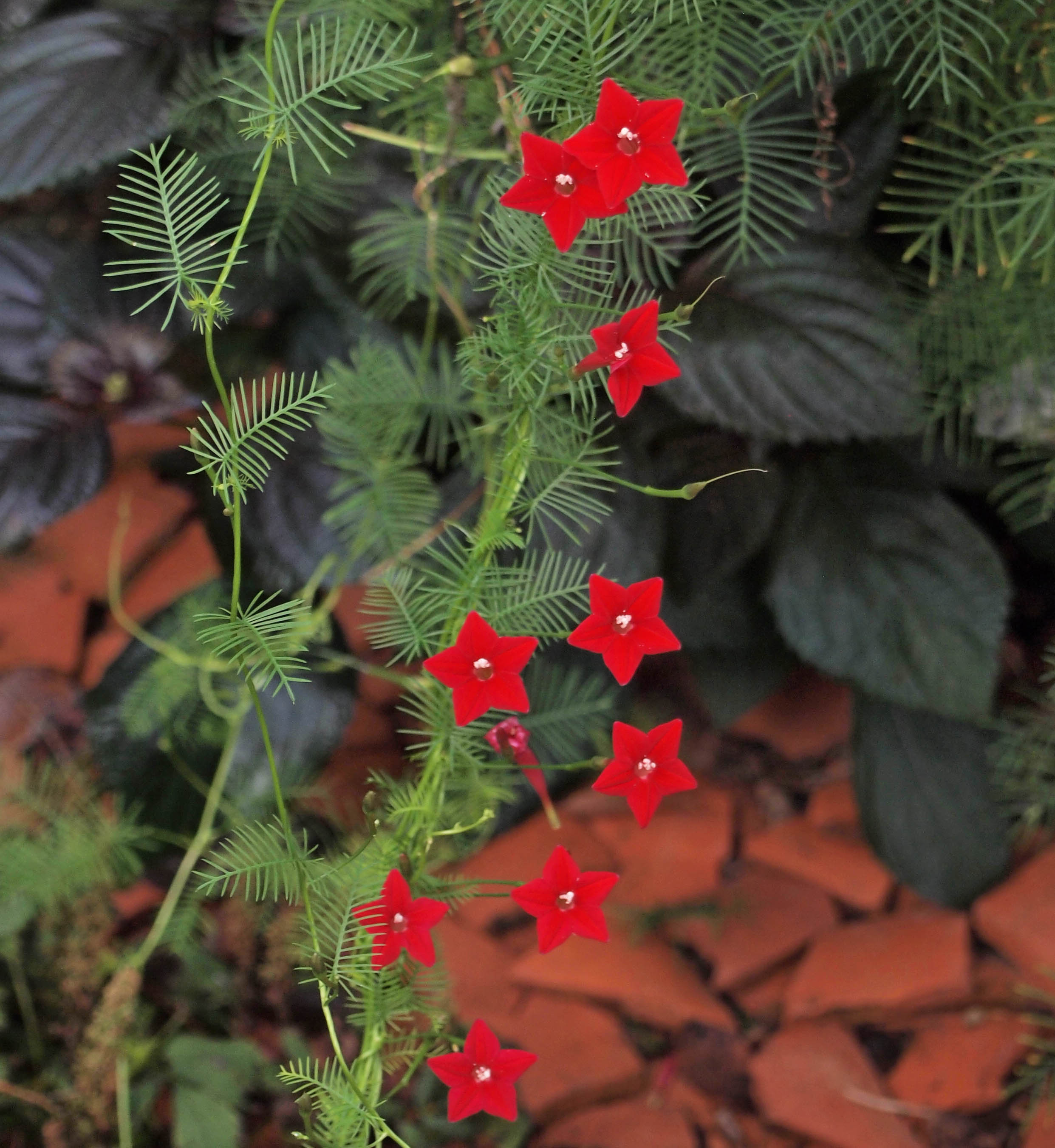 ipomoea-quamoclit-sept-12-crop.jpg