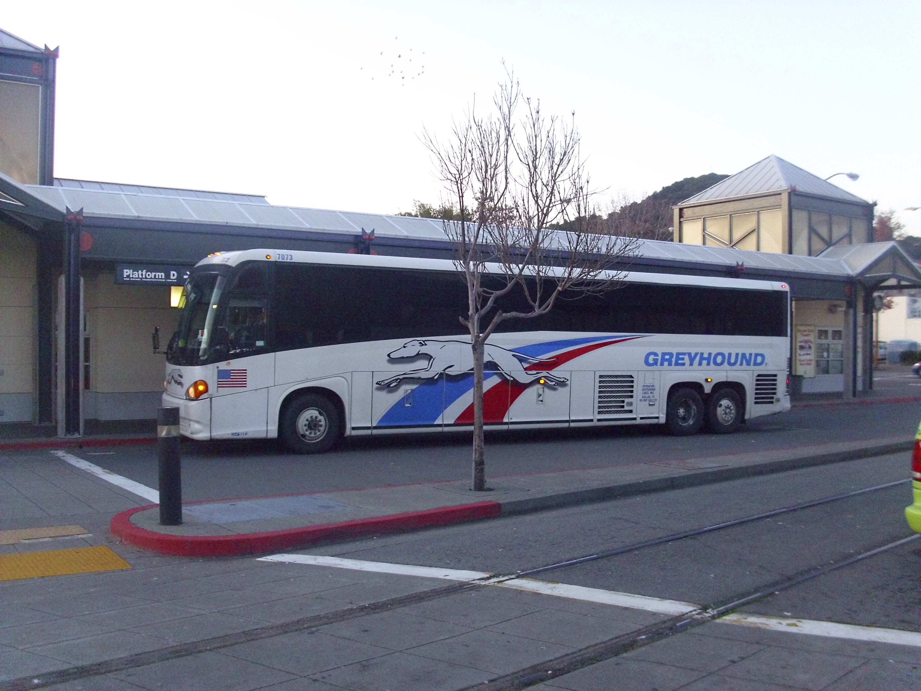 Greyhound_sanrafael.jpg