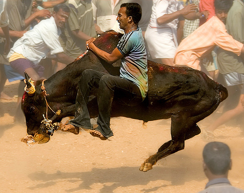 jallikattu_11.jpg