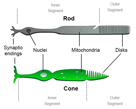 rods-cones-550.jpg