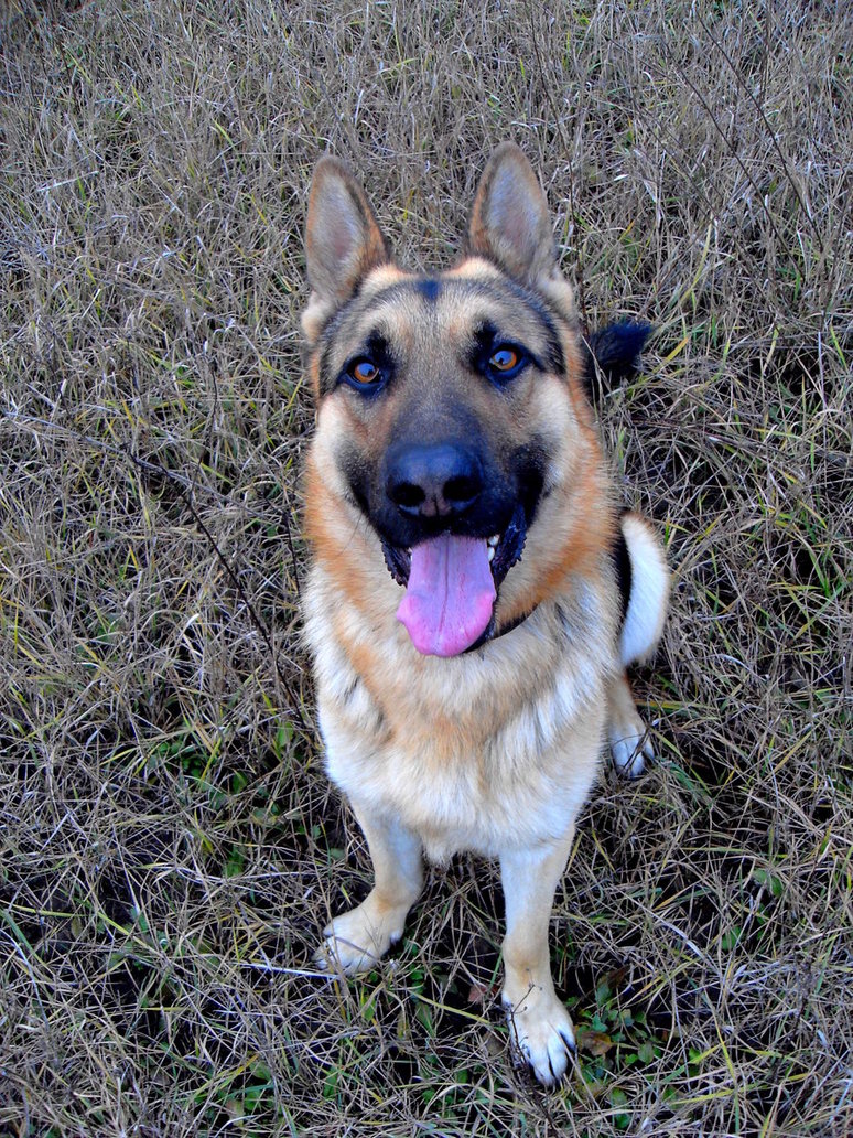 friendly-east-european-shepherd-dog-photo.jpg