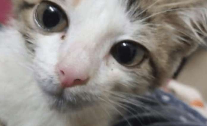 Kitten dies after allegedly being raped by 7 teens in Pakistan, NGO demands action